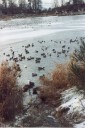 Thumbs/tn_Winter, Birnie Loch.jpg